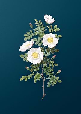 White Burnet Roses
