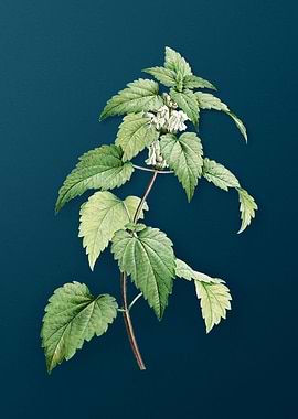 White Dead Nettle Plant