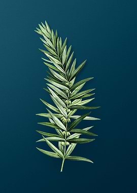 Whorled Solomons Seal