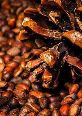 Brown Pine Cone And Nuts