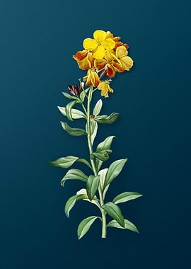 Yellow Wallflower Bloom