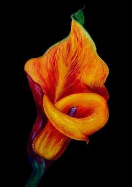 Fiery Calla Lily
