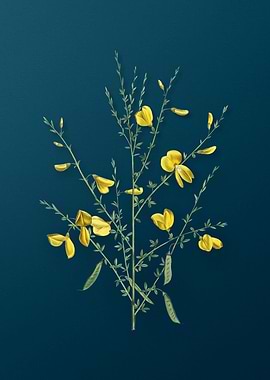 Yellow Broom Flowers