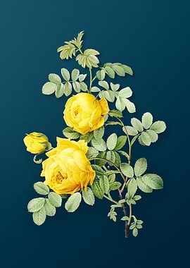 Vintage Sulphur Rose