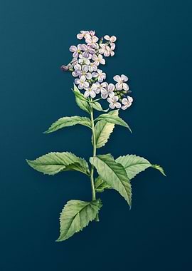 White Gillyflower Bloom