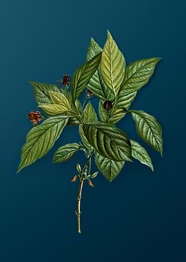 Vintage Botanicals on Teal