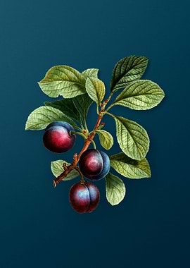 Vintage Botanicals on Teal