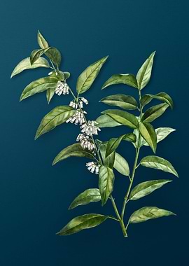 Vintage Botanicals on Teal