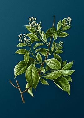 Vintage Botanicals on Teal