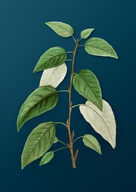 Vintage Botanicals on Teal