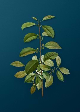 Vintage Botanicals on Teal