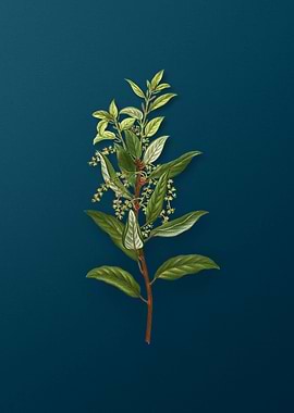 Vintage Botanicals on Teal