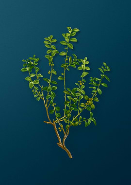 Vintage Florals on Teal