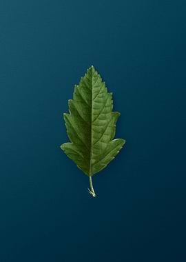 Vintage Florals on Teal