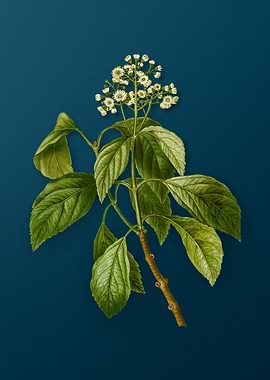 Vintage Botanicals on Teal