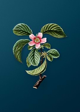 Vintage Botanicals on Teal