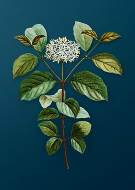 Vintage Botanicals on Teal