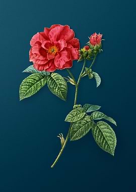 Vintage Botanicals on Teal