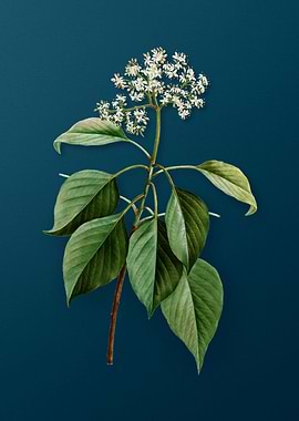 Vintage Flowers on Teal