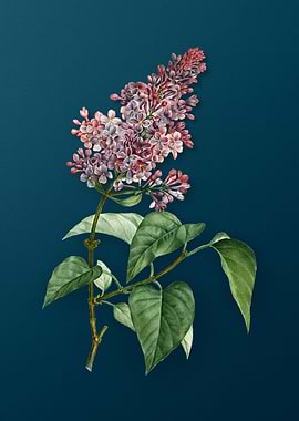 Vintage Flowers on Teal