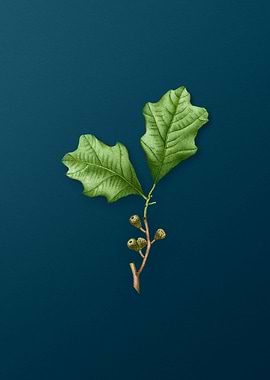 Vintage Botanicals on Teal