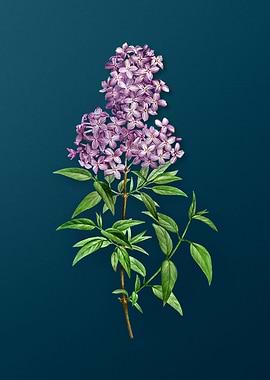 Vintage Flowers on Teal