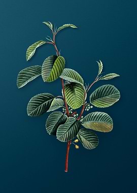 Vintage Botanicals on Teal