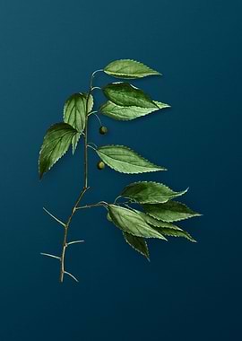 Vintage Botanicals on Teal