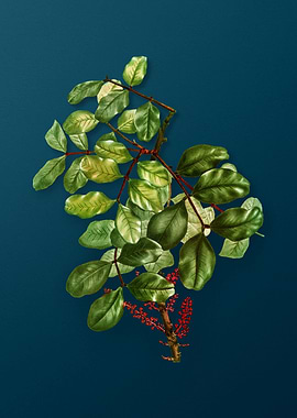 Vintage Botanicals on Teal