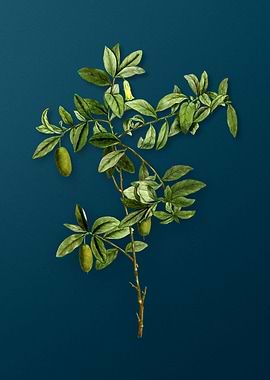 Vintage Botanicals on Teal