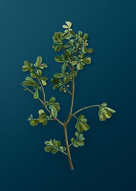 Vintage Botanicals on Teal