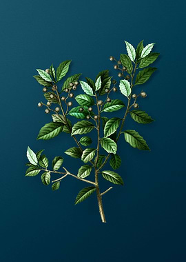 Vintage Botanicals on Teal