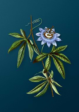 Vintage Flowers on Teal