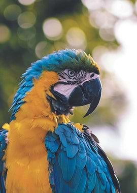 Parrot in blue and yellow