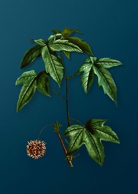 Vintage Botanicals on Teal