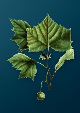 Vintage Botanicals on Teal