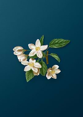 Vintage Florals on Teal