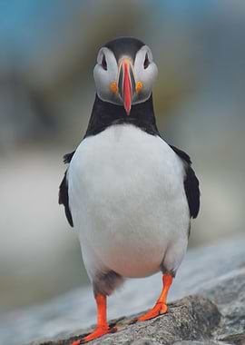 Cute Penguin