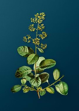 Vintage Botanicals on Teal