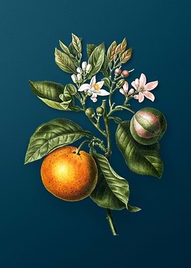 Vintage Botanicals on Teal