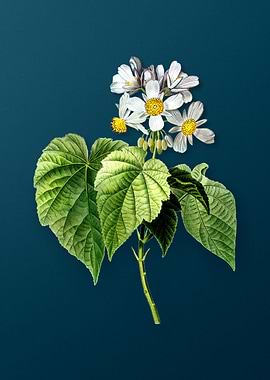 Vintage Botanicals on Teal