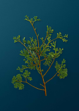 Vintage Botanicals on Teal