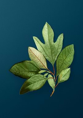 Vintage Botanicals on Teal