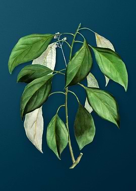 Vintage Florals on Teal