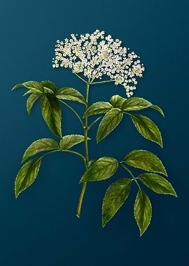 Vintage Florals on Teal