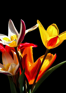 Tulip Flowers On Black