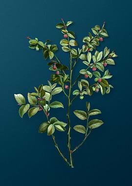 Vintage Botanicals on Teal