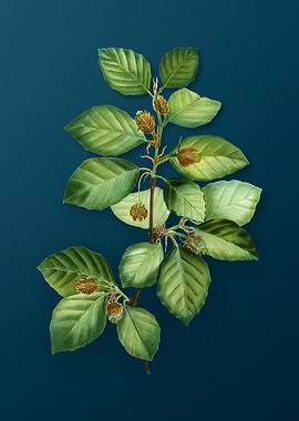 Vintage Botanicals on Teal