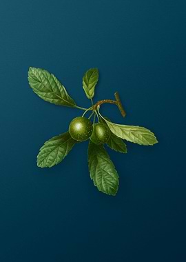 Vintage Flowers on Teal