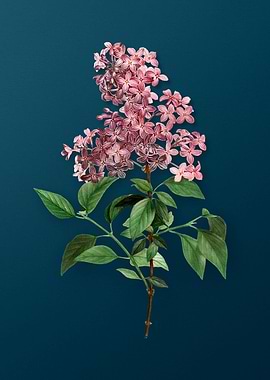 Vintage Botanicals on Teal